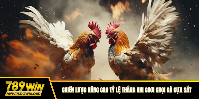 Chiến lược nâng cao tỷ lệ thắng khi chơi chọi gà cựa sắt